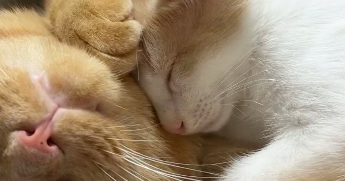 「本当にとんでもない」先住猫にくっついて眠っていた子猫→背中を見ると、もう1匹いて…"幸せな光景"に３万いいね「可愛すぎて悶絶」