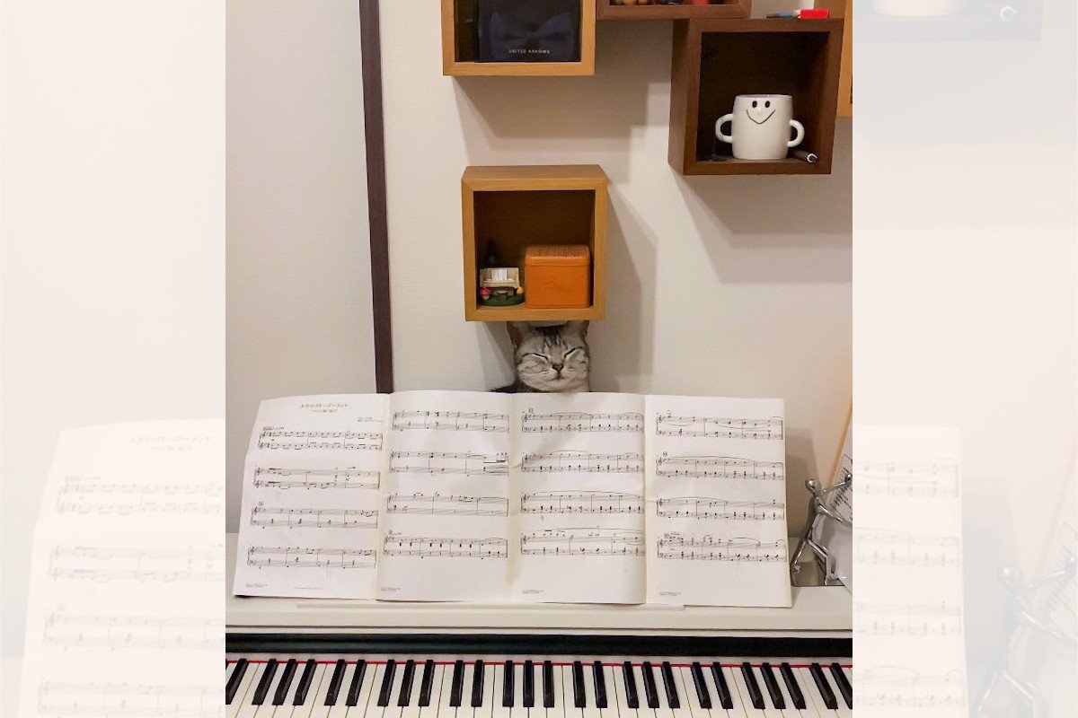 「ピアノ練習に集中できない…（笑）」楽譜の裏に隠れている猫ちゃんがジワる「楽譜を押さえる係」「ミスしたら猫パンチ！？」