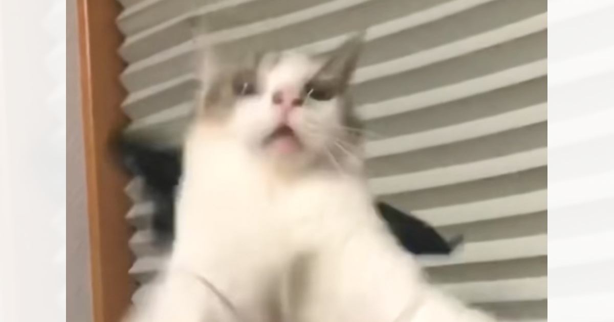 「羽ばたいていったｗｗ」猫におもちゃの羽をつけたら、次の瞬間…まさかの光景が107万再生「笑いすぎて涙出た」「鼻の穴すごいｗ」