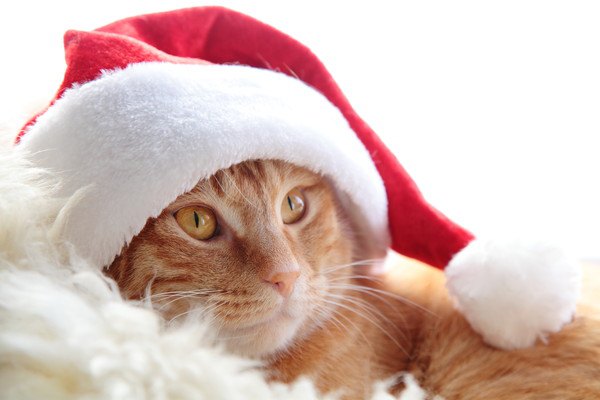 猫に贈るクリスマスプレゼント！おすすめ7選