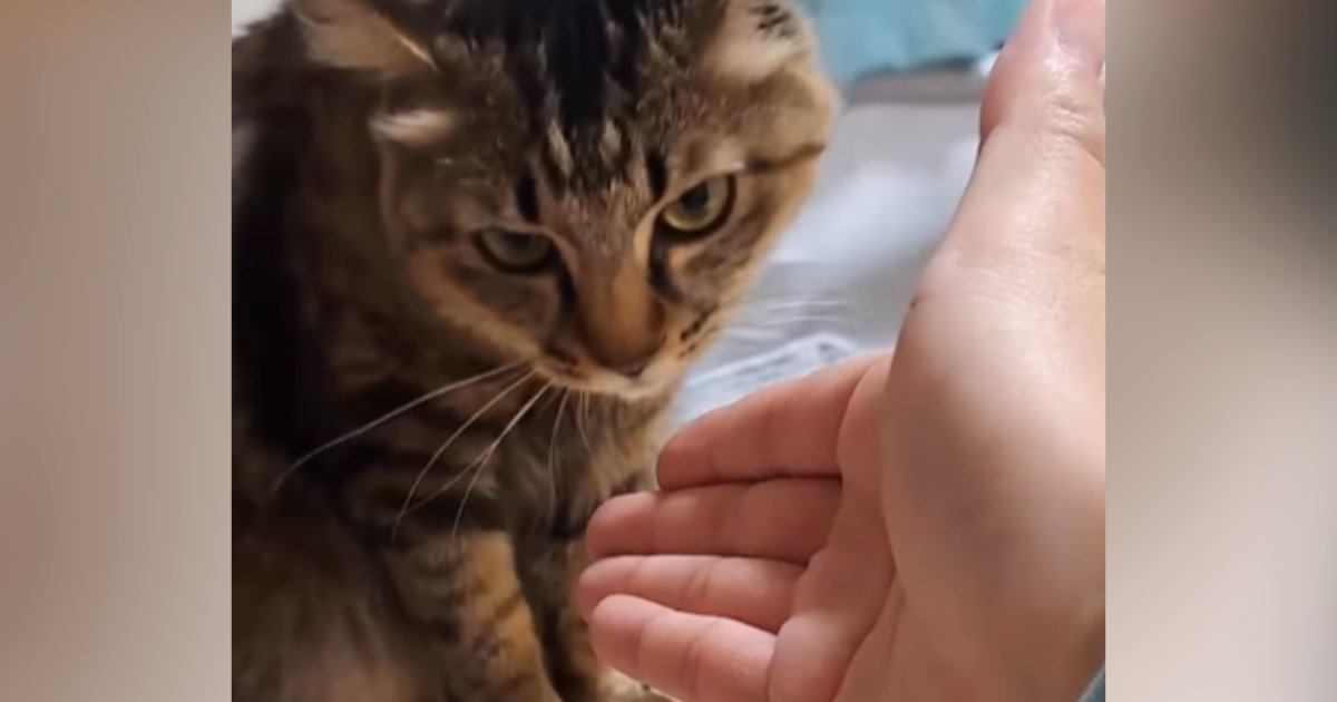 なぜか『猫に嫌われてしまった友人』が半年ぶりに遊びに来た結果…『爆笑の展開』が42万再生「むしろ仲いいかもｗ」「めちゃ面白いｗ」