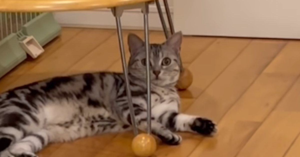 パパとママが順番に『ごはん食べる？』と猫に声をかけたら…あからさまな『反応の違い』に「期待を裏切らないｗ」「圧勝すぎるｗ」と26万再生