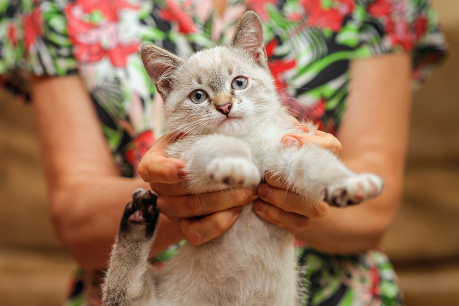 勢いだけで猫を飼うのが危険な理由