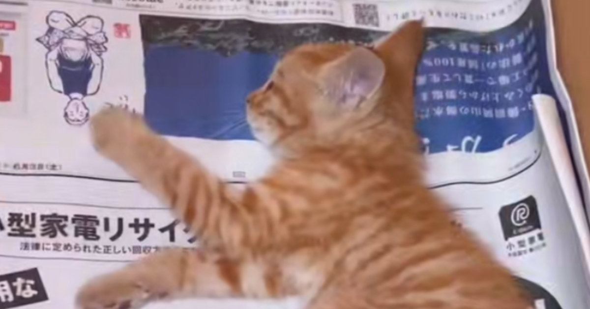 『ひき逃げ』に遭いひどい怪我をしていた子猫→治療とリハビリを続けた結果…「すごい」「涙が溢れた」胸が熱くなる光景が10万再生