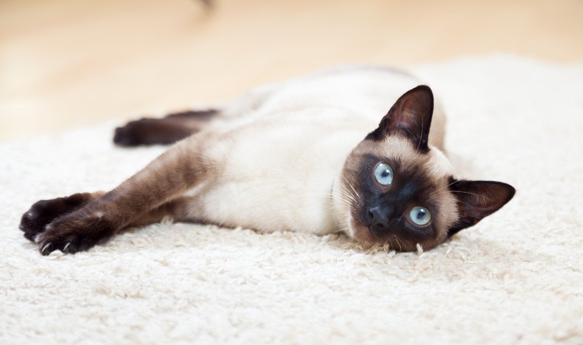まるで宝石みたい！「青い瞳の猫種」4選　性格や特徴は？青い目の猫は耳が悪いって本当？