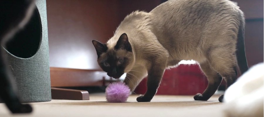 狙ったオモチャは逃さない！おうち猫ちゃんに潜む野生の本能