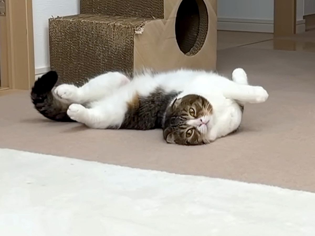 作業中のママにかまってほしい猫→場所やポーズを変えて…あまりにも可愛い『アピール』に悶絶の声「抱きしめたい」「かわいい奥義連発」
