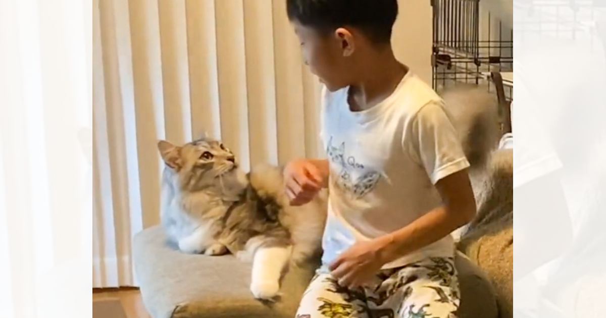 少年が『大型猫』にマッサージをしたら……思わず笑っちゃうやり取りの様子が462万再生「すっごい大きいね」「まるでアニメの世界」