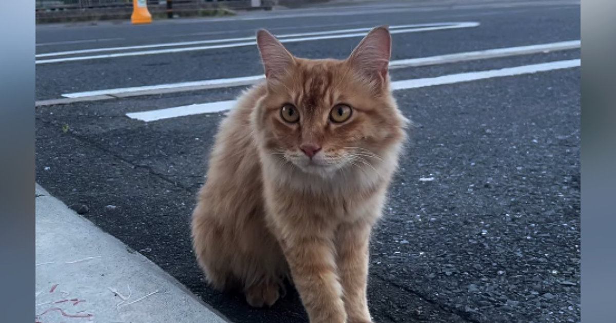 コンビニの駐車場で出会った猫を保護…少しずつ心を開いていく様子に「いい人に出会えてよかった」「幸せになってほしい」と123万再生
