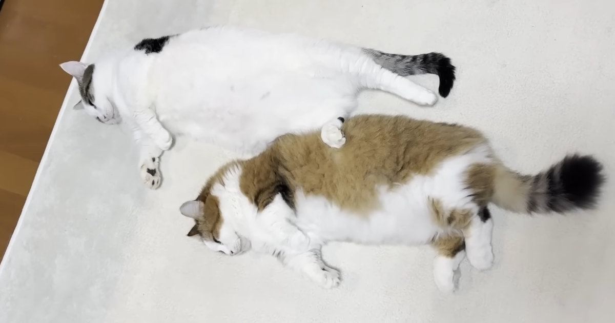 ホットカーペットに『5匹の猫』が集合した結果…「みんなダメになってるｗ」「性格出てるなあｗ」幸せいっぱいな光景に癒される人が続出