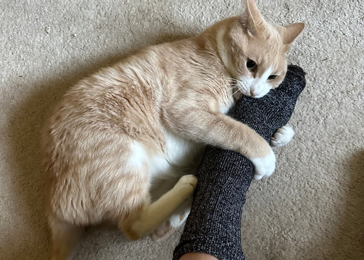 猫があなたに『猫キック』してくるときの気持ち4選　よく見られるシーンや上手な対処法