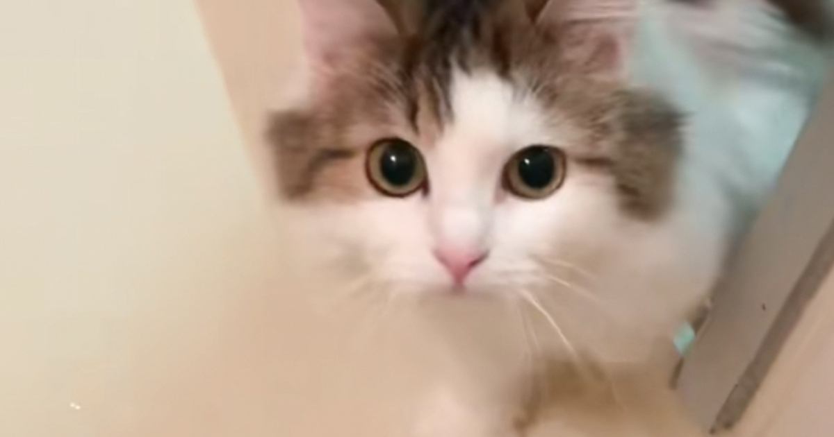 『飼い主が溺れている』と勘違いした猫が、まさかの行動に…感動的な光景が514万再生「ほんとに心配されてるw」「ガチ泣きした」と大反響