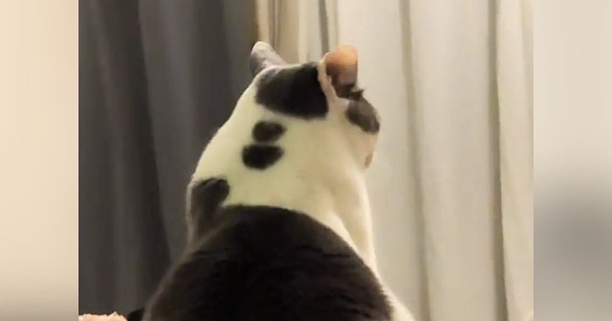 高い場所に座るボス猫→視線の先には『2匹の猫』が…まるで会議中のような光景に「やばいかわいいｗｗ」「ボスすぎるｗ」と爆笑の声
