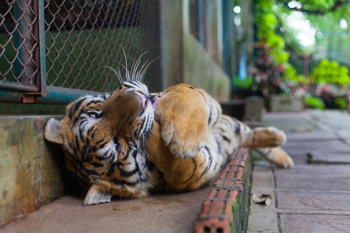 猫と虎の4つの共通点と違う所