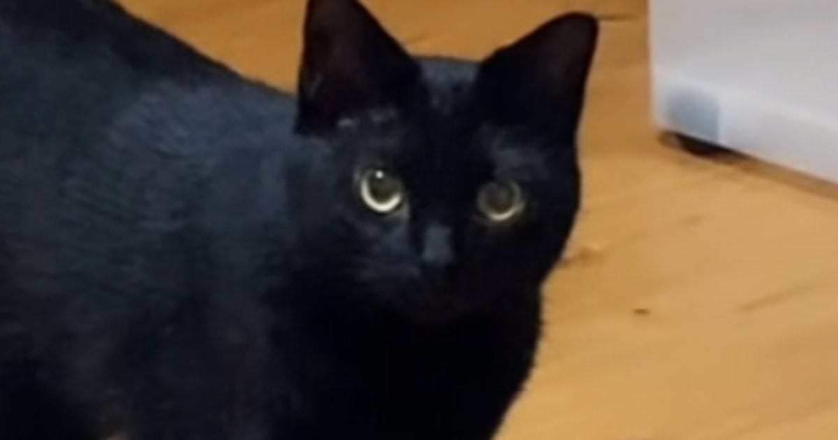 飼い主さんに『名前を呼ばれた黒猫』→次の瞬間…可愛すぎる『お返事』に悶絶の声「たまらん」「アニメから出てきたみたい」と41万再生