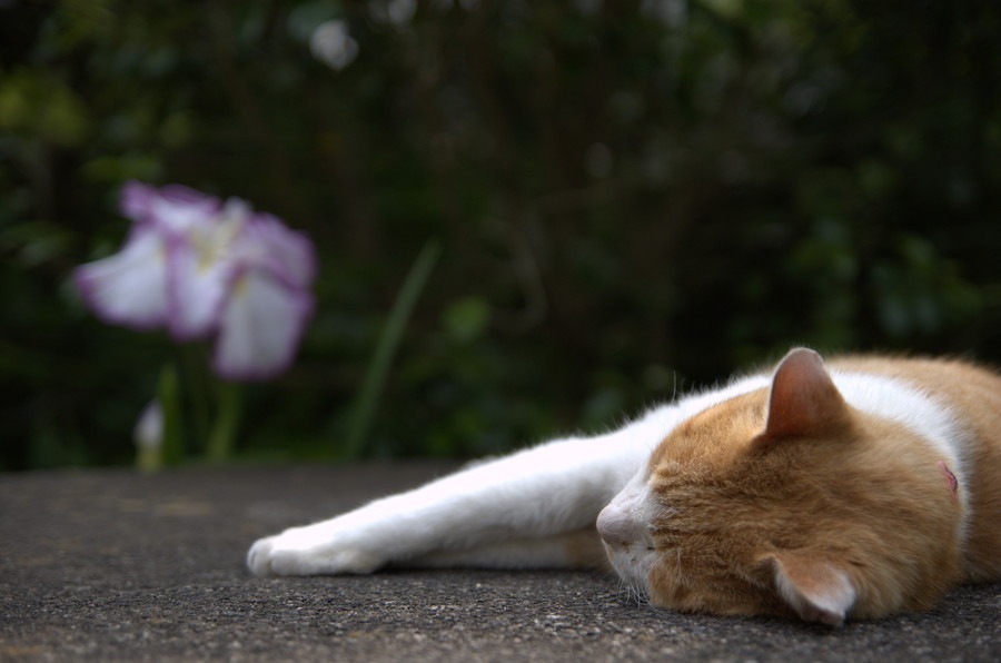 猫の死期が近い12のサイン