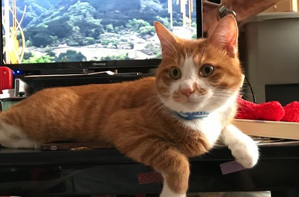 テレビを見てる時に猫が邪魔をしてくる心理３つ