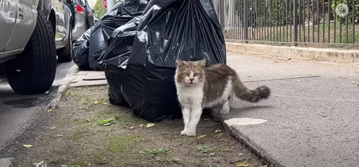 孤独な猫の奇跡的な出会いとは…引き合うようにそっくりな猫と家族に