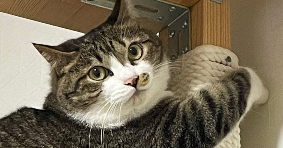 キャットタワーのポールにしがみついていたネコ…『謎のポーズ』が可愛いと２万いいねの反響「猿の真似かも」「楽しそうで笑ったｗ」