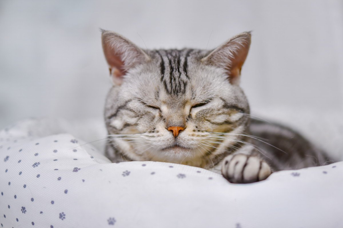 猫の『元気がない』ときに疑われる原因4つ　気を付けたい症状から病院へ連れて行く目安まで