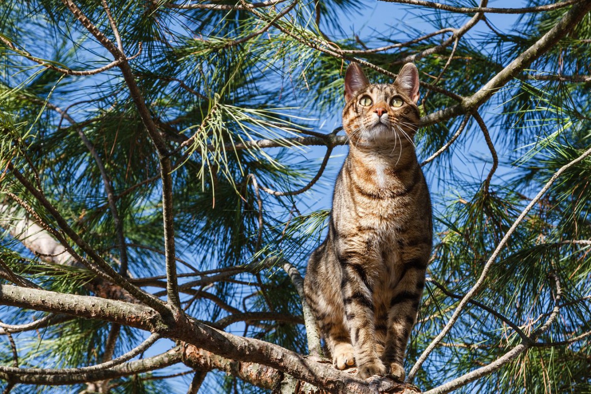 猫が見せる謎の行動５選