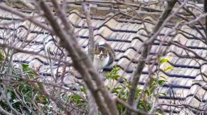 屋根の上で10日間も助けを待つ猫…救出を成功に導いた方法とは？