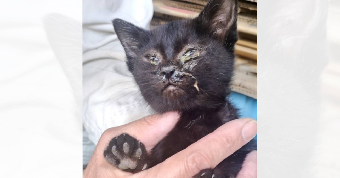 『目や鼻がぐちゅぐちゅだった黒猫』を保護したら…8か月後→当時の姿からは想像もできないほど『激変した姿』に感動「優勝」「よかったなぁ」
