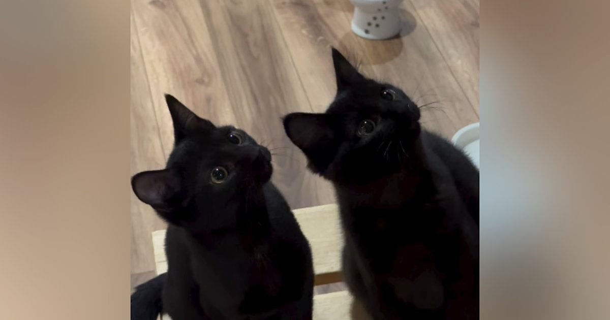 家の中に『ボルダリング』を作っていると…猫たちが見せた『素敵なリアクション』が689万再生「かわいいが沢山」「興味津々だね」と大反響