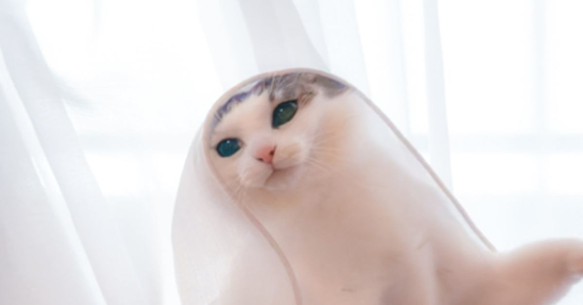『猫がレースカーテンを纏った瞬間』を撮影した結果…あまりにも神々しすぎる光景に22万いいねの大反響「とっても素敵」「なんて美しさ」