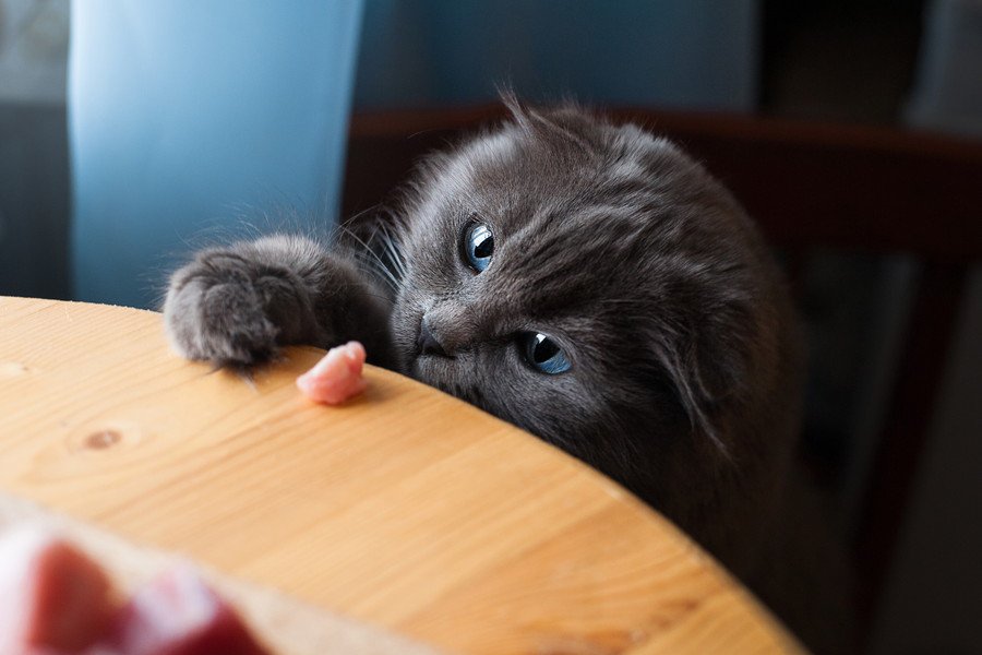グルメな泥棒猫！　毎日「フード」を持ち帰ってくる愛猫を前に、飼い主さんは被害者を突き止められず困惑中　英国