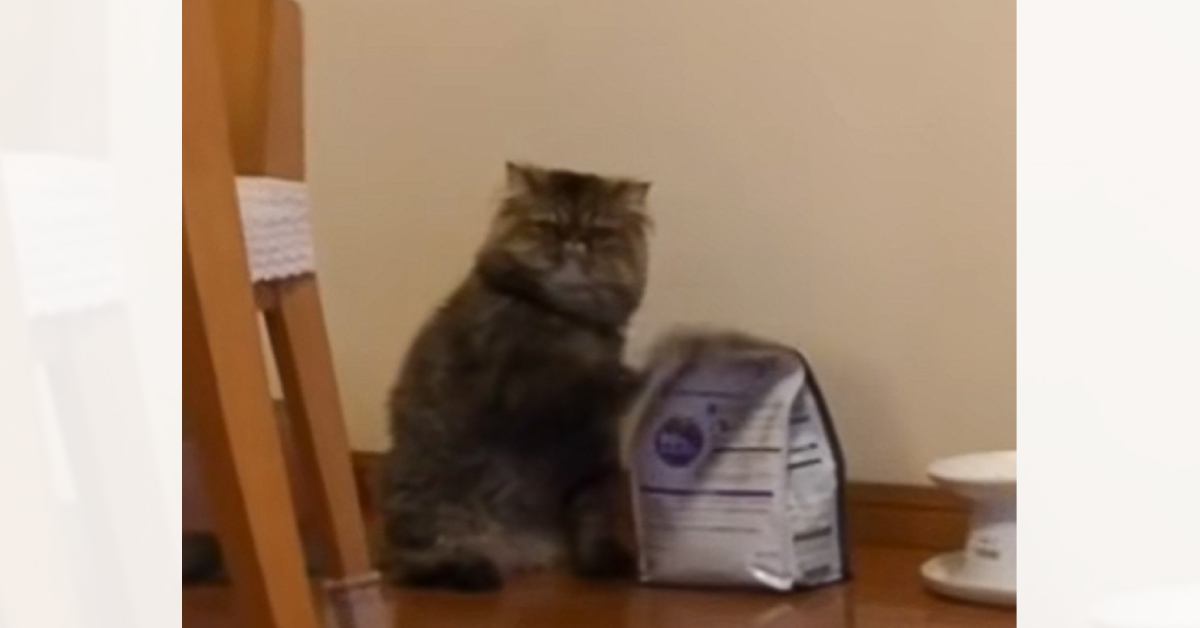 キャットフードの前にいる猫→飼い主さんのことを見つめると…可愛すぎる『催促の仕方』が326万再生「思わず声出た」「意思が強いｗ」