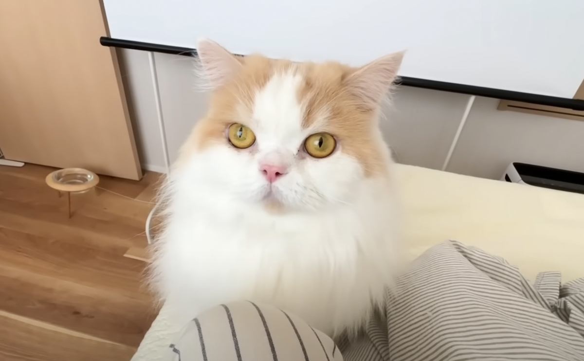 『ただならぬ様子で呼びに来た猫』について行ったら、犬が…思わぬ『大惨事』に「ちゃんと報告してくれて偉い」「優しいお兄ちゃん」と6万再生