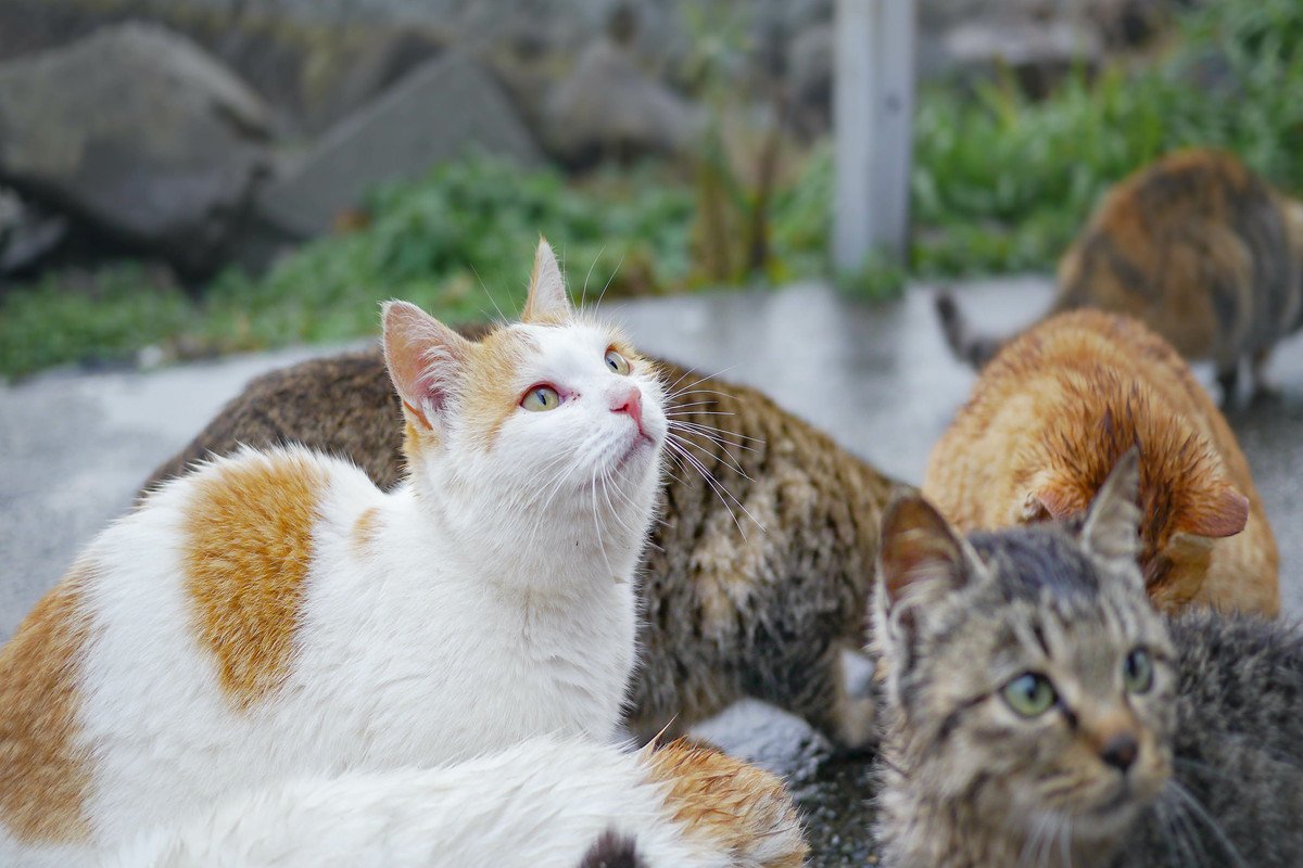 日本では一番多い『雑種猫』特徴や魅力をご紹介！一緒に暮らす上での注意点も