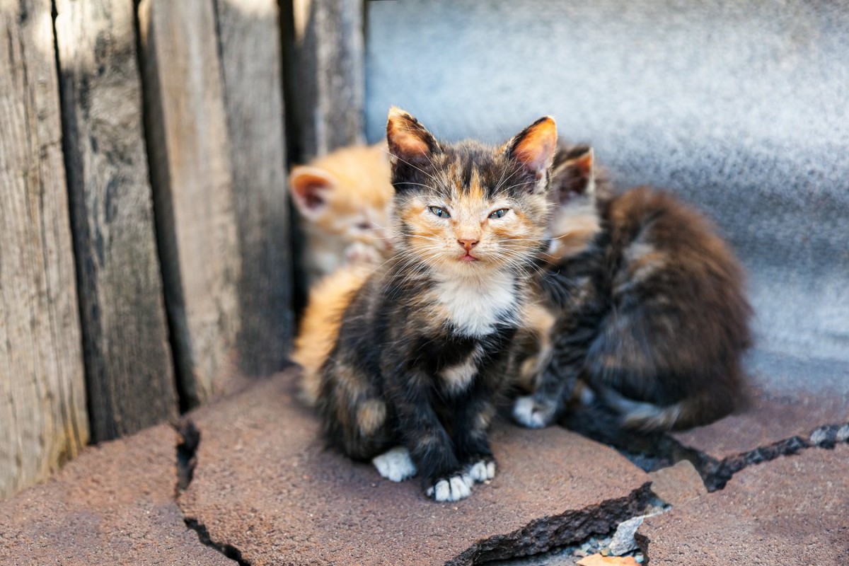 野良猫を保護する時に絶対やってはいけないNG行為５選