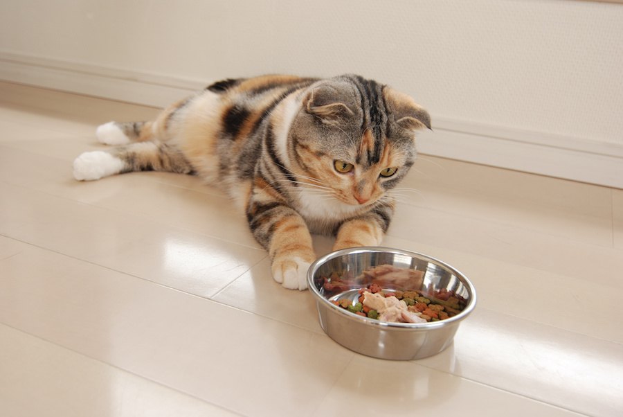 猫にとって『あまり良くない食器』４選！それぞれの改善策まで徹底解説