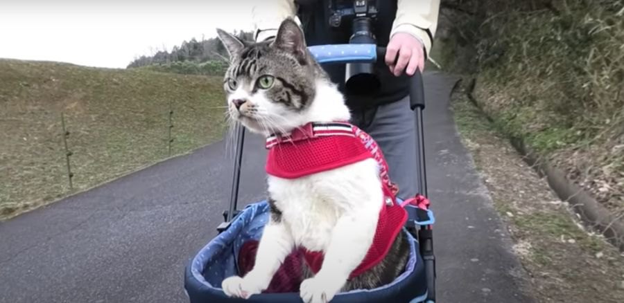 お散歩猫ちゃん、帰りになるとお喋りさんに！