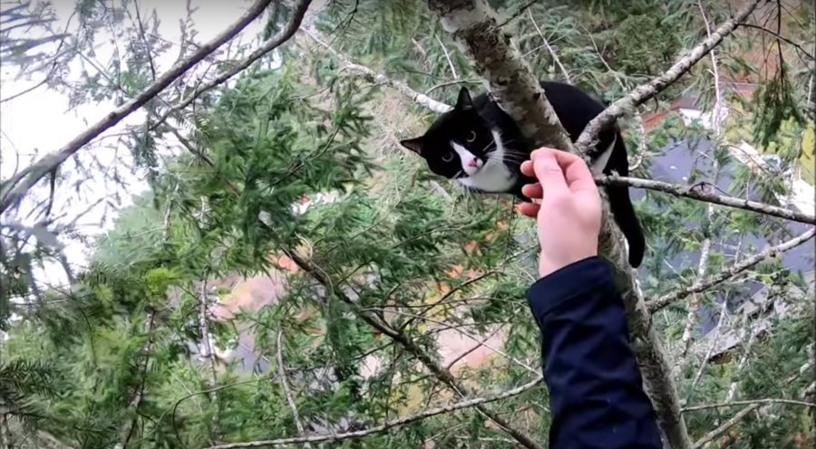 猫が高く細い木の先端で悲鳴！難航する救出活動の行方は…