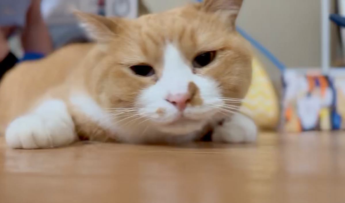 ブラッシンググローブをつけて猫のことを撫でると…『表情の変化』が可愛すぎると２万いいね「気持ちいいよねｗ」「鳴き方でわかる幸せ感」