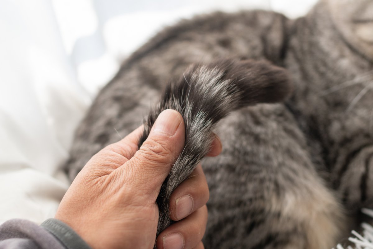 猫の尻尾がベタベタする『スタッドテイル』ってなに？　発症しているときの症状や予防法まで解説