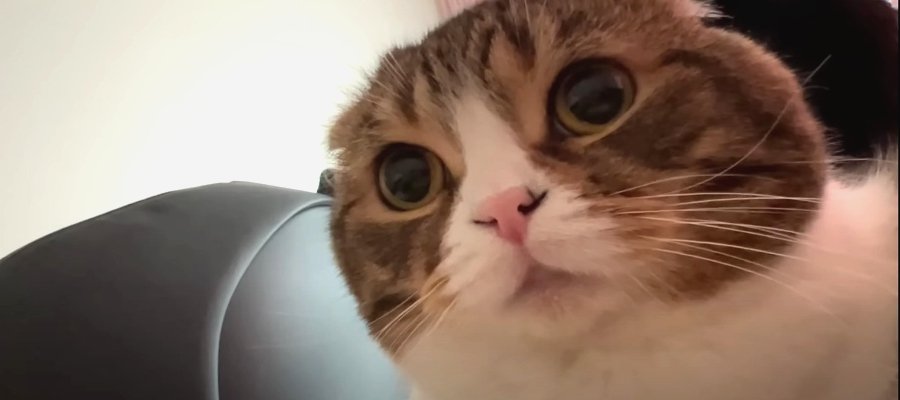 『早く起きて、こっちに来てニャ！』飼い主さんを起こすパパ猫さん