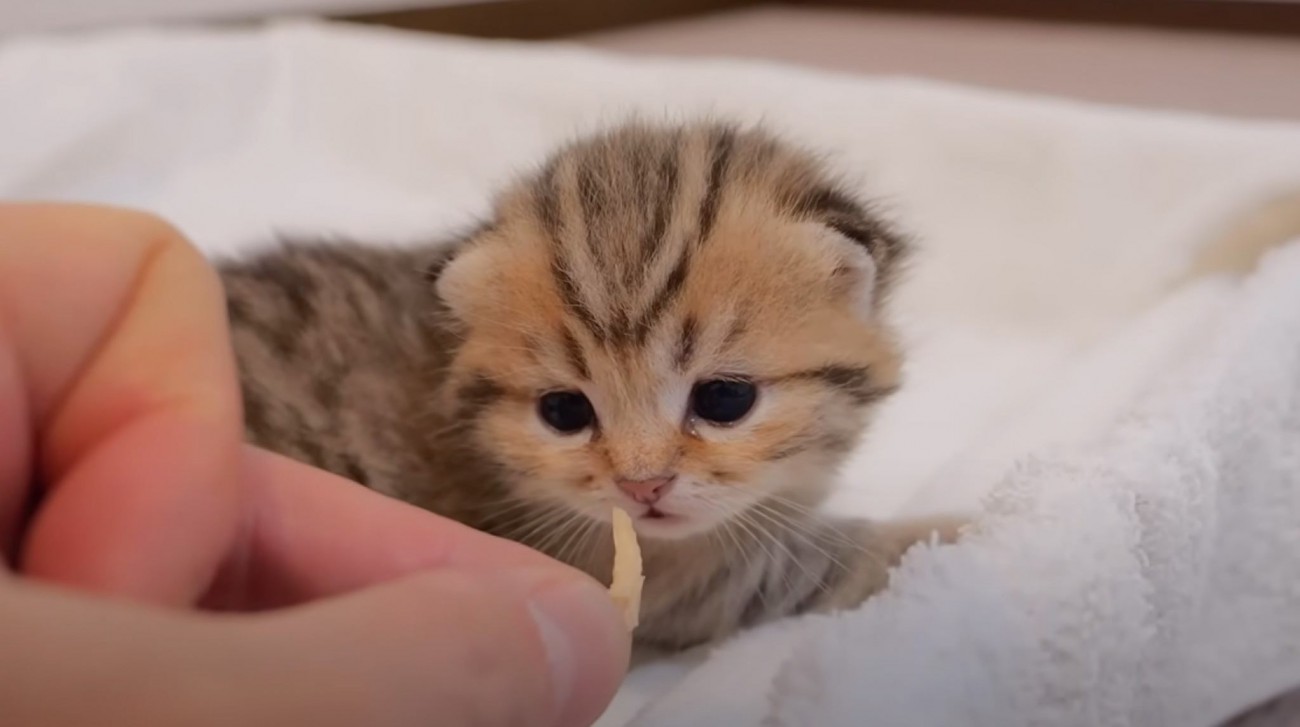 赤ちゃん猫が初めて『チキンの匂いを嗅いだら』……ほほえましい反応が1万5000再生「ほっこりした」「可愛すぎる」と悶絶する人続出