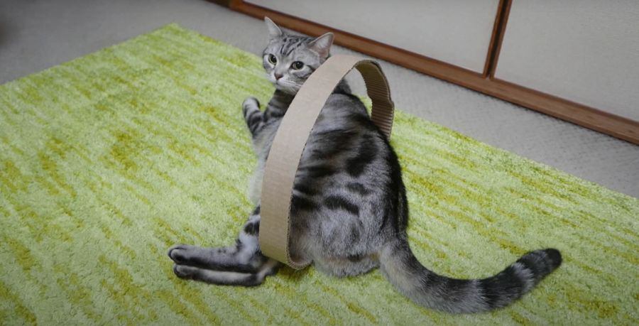 新しい爪とぎ！…のおまけに吸い込まれる猫ちゃん？