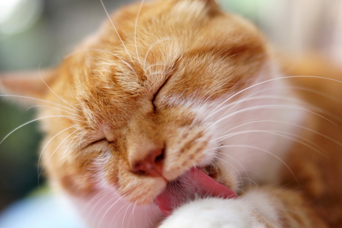 猫が人の『膝の上で毛繕い』をしているときの理由3つ　乗ってするのはなぜ？上手な対応方法も