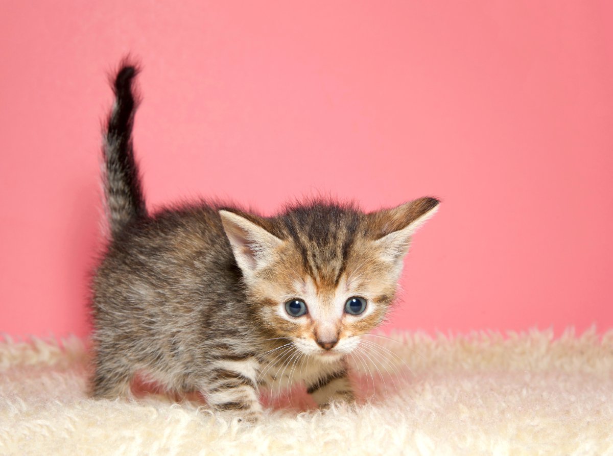 猫の『しっぽが曲がっている』のはなぜ？かぎしっぽになる原因や幸運を招くとされる理由も