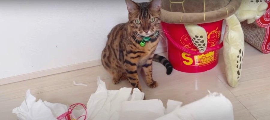 『猫部屋が散らかっている…』イタズラを楽しむ猫さんたち