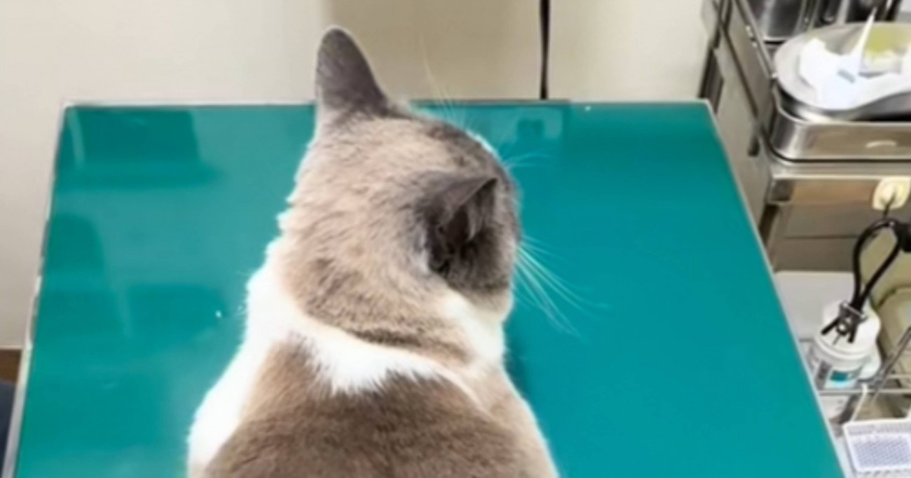 動物病院に連れてこられた猫→暴れるかと思いきや…診察台の上で見せた『まさかの光景』が91万再生の反響「猫生7週目かも」「可愛すぎるww」