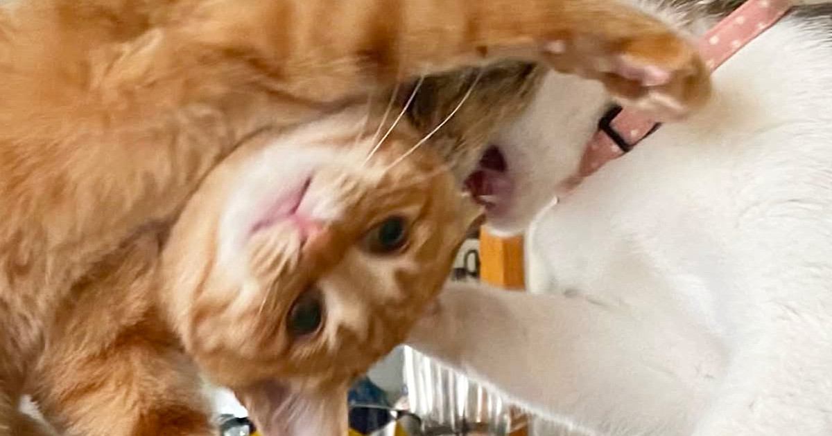 『ボツだけどなぜか捨てられない…』スマホの中に残っていた『猫たちの様子』が可愛すぎると2万いいね「フュージョンかなｗ」「最高傑作ｗ」