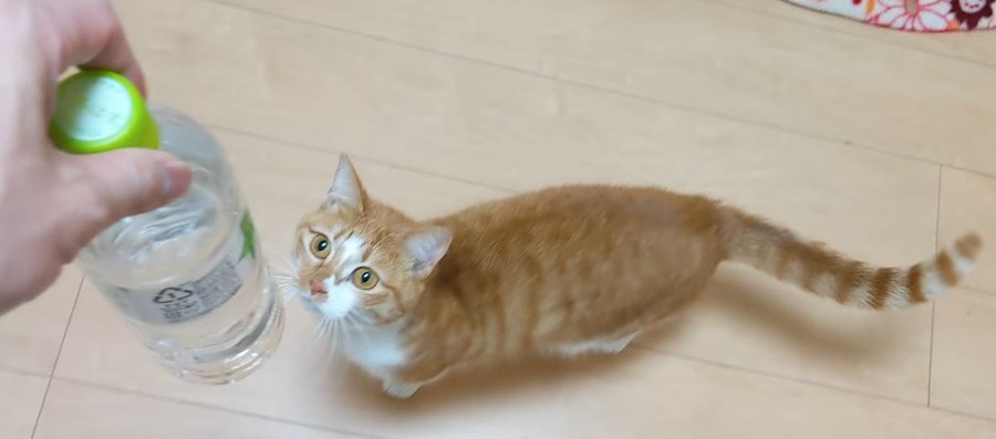 水入りペットボトルに猫避けの効果はあるのか？猫ちゃんで検証