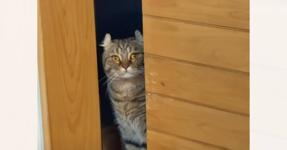 妹猫の『浮気現場』を目撃してショックを受けた様子の兄猫→後をついて行ってみたら…まさかの"奇行"に爆笑の声「切なさが全身からｗ」「面白すぎ」