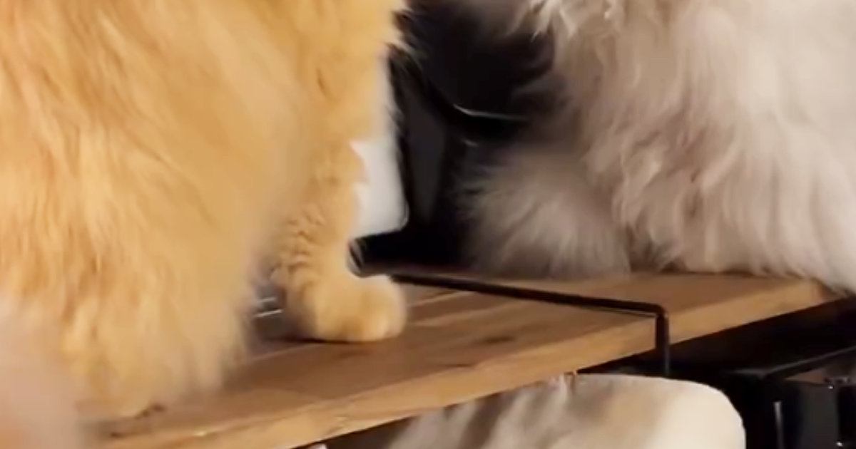 向かい合う２匹の猫→片方の『ポーズ』を見ると…まさかの光景に４万いいね「電車で盛大に吹いたｗ」「思った以上にしっかりしてるｗ」と爆笑の声